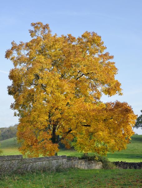 Hickory Tree Trimming in Fort Walton Beach