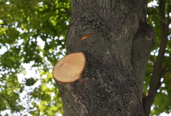 Limb Cutting in Fort Walton Beach