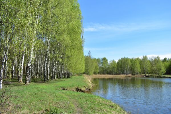 River Birch Pruning in Fort Walton Beach
