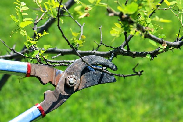 Branches Pruning in Fort Walton Beach