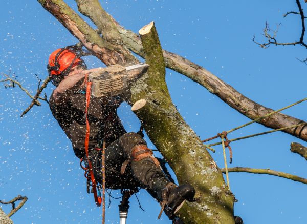 Tree Trimming Service in Fort Walton Beach