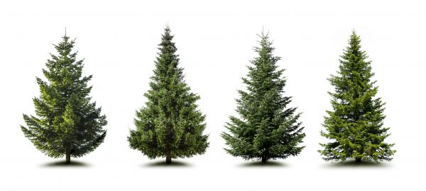 Pine Tree Trimming in Fort Walton Beach