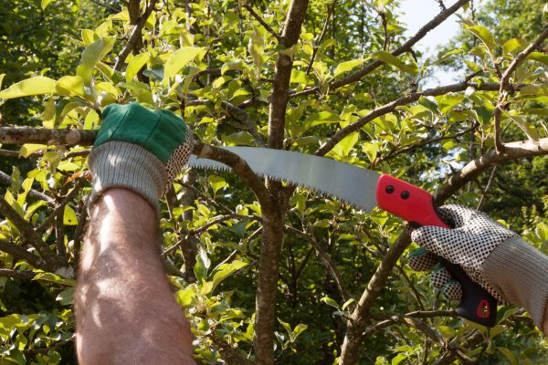 Apple Tree Trimming in Fort Walton Beach